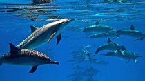 Semi Private Speedboat to Dolphin House with Transfer – Hurghada
