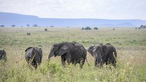 1 Day Flying Safari from Zanzibar to Selous Game Reserve
