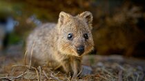 Adelaide Hills Wine and Wildlife Private Tour