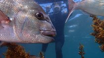 Guided Snorkeling for Beginner