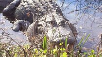 1 Hour Florida Everglades Wildlife Tour