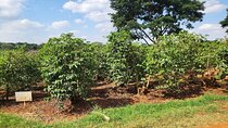 Kenya Coffee and Wildlife Safari 4 Day Adventure