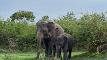 Minneriya National Park Shared 4WD Adventure