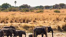 A Private Day Trip in Tarangire National Park 