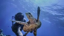 Ruins Sea Turtles and Cenote Adventure in Tulum