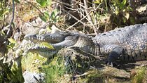 Guided Tour in Sian Ka'an Flora and Fauna Reserve