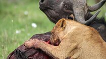 Nairobi National Park Tour Optional Elephant and Giraffe Center