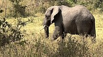 5 Day Big Five Luxury Safari