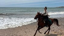 Sharm El Sheikh: Horse Riding 1 Hour in Nabq Bay Beach & Transfer