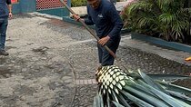 Tequila Experience History Flavor and Tradition