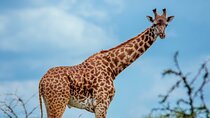 3-Day Family Safari in Serengeti and Ngorongoro