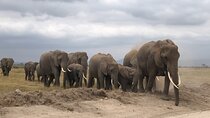 Amboseli National Park Day Tour:Mt.Kilimanjaro Views from Nairobi