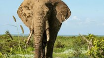 Day Tour to Amboseli National Park and Maasai Village