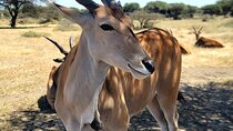 4 Days Group Safari Tarangire Serengeti and Ngorongoro 
