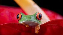 Manuel Antonio and Night Walking Tour with a Naturalist Guide
