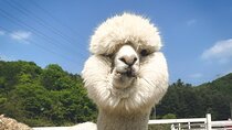 Nami Island, Apple Picking & The Alpaca Garden