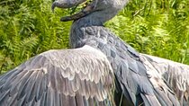 Shoebill tours and birding Safaris 