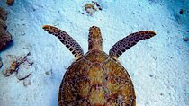 Private One Tank Shore Dive Shipwrecks and Beautiful Reef Spots
