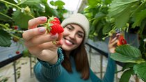 Cheongyang Alps Village Tour Entrance Only and Strawberry Picking