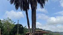 Falls Umbrella Rock Aburi Gardens and Cocoa Farm Day Tour