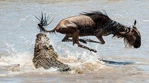 4 Day Safari from Nairobi Wildlife Tour 