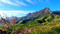 From Seoul: Mt. Seorak & Cherry Blossom & Foodie Tour