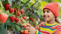 Full Day Strawberry Picking and Rail Bike in Nami Island
