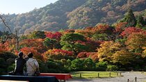 Kyoto's Arashiyama Bamboo Grove: 3-Hour Guided Tour