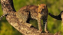9 Days Northern Circuit Safari Serengeti Migration Focus