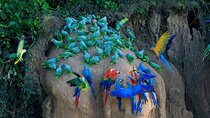 Manu National Park Tour 4 Days/3 Nights