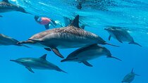 Shaab Samadai, Snorkeling Adventure & Coral Reef at Marsa Alam 