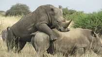  Nairobi park 4x4 Landcruiser, Elephant & Giraffe Centre 