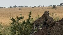 4 Day Safari Adventure in Tanzania Iconic Parks