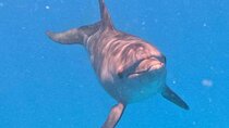 Hurghada Premium Dolphin Snorkeling Cruise with Lunch