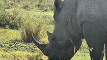 1 Day Safari in Ngorongoro Crater with Lunch Included