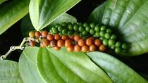 Spice Farm and Stone Town Tour with Private Transfers