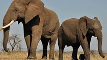 Aquila Safari Full Day Tour Spot the Big Five from Cape Town
