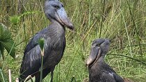 Daily Shoebill Tours 