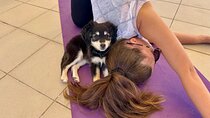 Puppy Yoga in einer Meerblick-Villa bei Paphos (Kleingruppe)