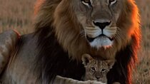 Mikumi National Park Day Trip –Wildlife Safari from Dar es Salaam