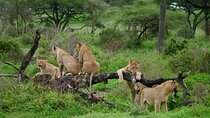 4 Day Big Five Safari to Lake Manyara and Ngorongoro Crater