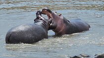 Cycling in Hell’s Gate, Lake Naivasha boat & crescent island walk