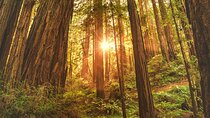 Muir Woods, Sausalito, Battery Spencer Premium Small-Group Tour