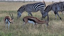 Budget Private Safari to Masai Mara Kenya