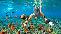 Muscat Dhow Cruise with Snorkeling in Bandar Al Khairan