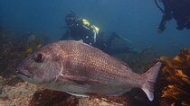 Goat Island Guided Shore Dive