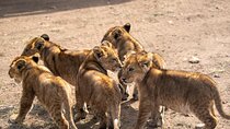 7 Day Wildebeest Calving Migration Safari