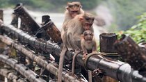 Athirappilly Waterfalls Day Trip from Kochi with Transfers