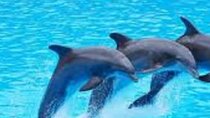 Mnemba dolphin tour,sea turtles sanctuary tour & mtende beach 