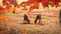 Todaiji Temple Nara Park and Naramachi Alley Walk